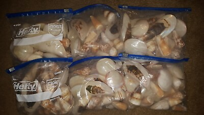6 full bags of seashells  $50.00