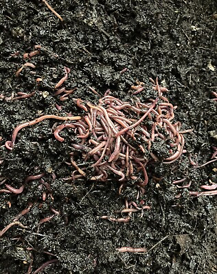 1 lb Compost starter kit: worms worm eggs compost fertilizer  $40.00