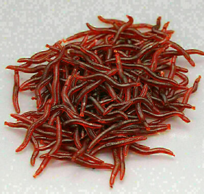#ad 100PCS Red Earthworm Fishing Bait Fly Worm Lures Crankbaits Hooks Baits Tackle $7.54
