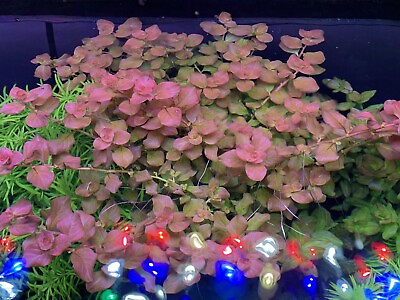 #ad 1 Stems Ludwigia Ovalis Pink Live Aquarium Plants FREE S H Rare Gorgeous $11.00