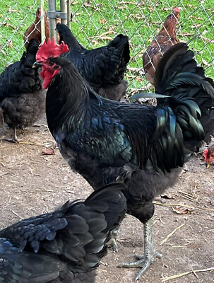#ad Hatching Eggs Black Australorp Fertile Fertilized Chicken 6 Six Top Quality $18.99