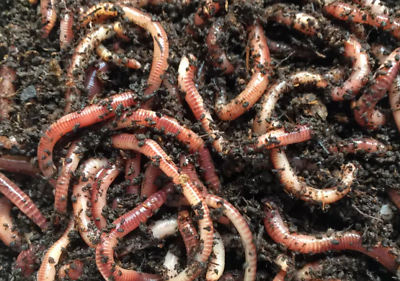 #ad European Nightcrawlers Earthworms Live Trout Bait Blood Worms amp; Pet Fish Food $14.25