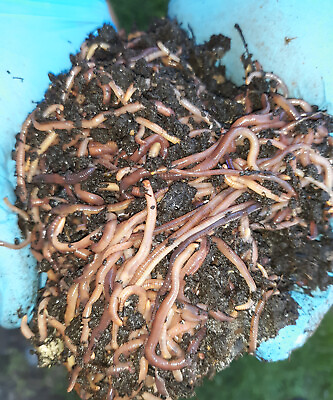 #ad #ad 🐛Just in Time for Your Garden....Manure Free Composting Worms...FREE SHIPPING🐛 $15.97