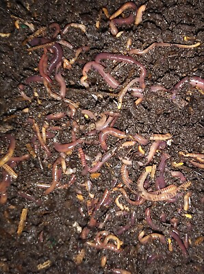 150 Live Red Wigglers Composting Worms $115.90