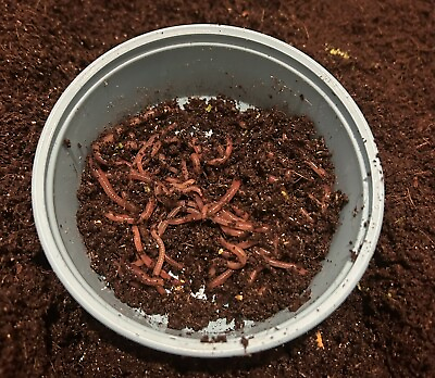 #ad Red Wiggler Live Fishing amp; Compost Worm $9.50