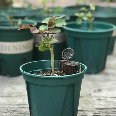 #ad 100pcs Garden Bonsai Plants Fertilizer Box Case Cover Basket W Lid Nursery Pot $27.12