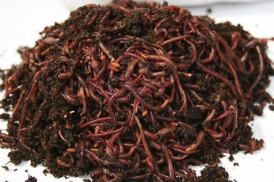 #ad 500 Count Red Composting Worm Mix $47.99