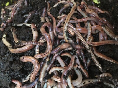 1 Lb Live European Nightcrawlers compost size $23.00