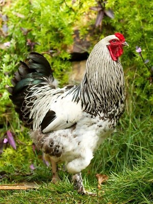 #ad 6 PURE Light Brahma Chicken Hatching Eggs HUGE Breed $19.97