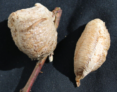 #ad #ad 1 Chinese and 1 European Praying Mantis Egg Case Ootheca for 2024 Hatch 2 types $15.75