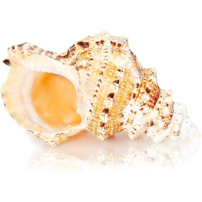 Large Natural Ocean Conch Shell for Home Decor Weddings Decorations 7quot; $21.99