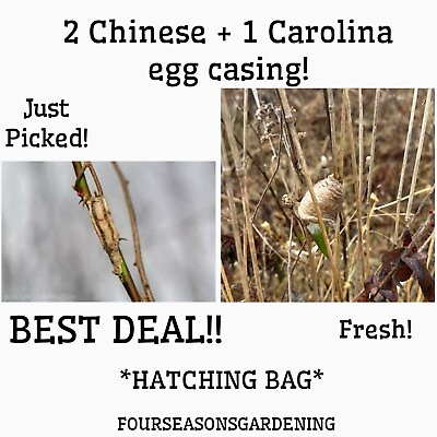 #ad *FRESHLY PICKED* 2 CHINESE 1 CAROLINA PRAYING MANTIS EGG CASES FREE SHIPPING $27.99