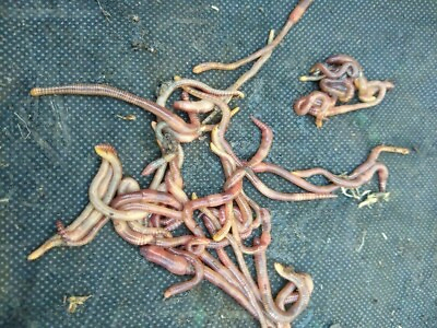 #ad 5 Organic Live Red Wiggler Worms Composting Worms Eisenia fetida $9.99