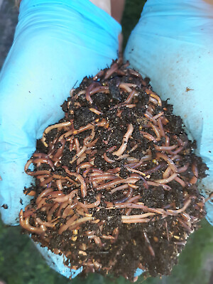 #ad Ready To Ship Live Compost Red Wigglers Garden Worms Online with FREE SHIPPING $16.97