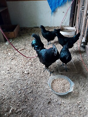 #ad 12Ayam Cemani Show quality hatching eggs $60.00