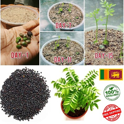 Organic Indian curry leaves leaf Live Seeds plant Natural Kadi Patta Murraya $24.99