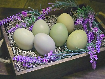 #ad #ad 12 Easter and Olive Egger Fertile Hatching Eggs $20.00
