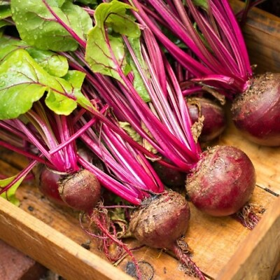 #ad Lutz Green Leaf Red Stem Beet 50 Ct quot;Winterkeeperquot; Heirloom NON GMO US FREE Samp;H $2.14