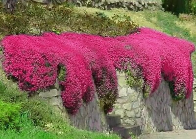 #ad #ad 1000 Red Creeping Thyme Seeds Groundcover Non GMO FRESH $4.98