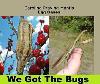 2 Freshly Harvested Carolina Praying Mantis Egg Case For Hatching 2023 Season $24.99