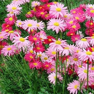 #ad Painted Daisy ROBINSONS GIANT MIX Perennial Huge Cut Flowers Non GMO 100 Seeds $3.98