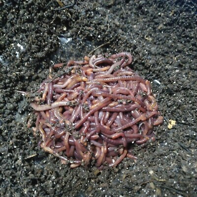 #ad 100  Live Red Wiggler Composting Worms. $16.00