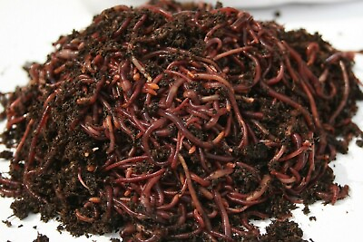 250 500 1000 amp; 2000 Red Composting Worm Mix $79.95