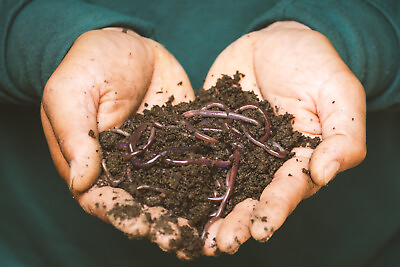 #ad SALE Organic Fresh Worm Castings Compost Natural Garden Soil Plant Fertilizer $25.00