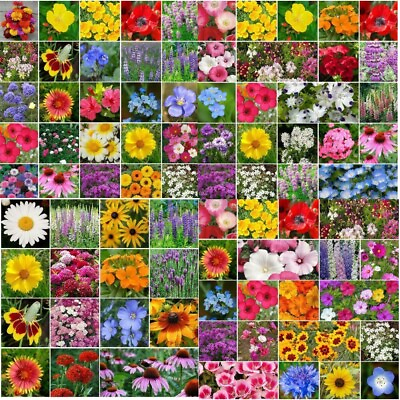 #ad Wildflower Mix LANDSCAPER’S PACK BULK Top Sellers Non GMO Pure Seed 5000 Seeds $7.98