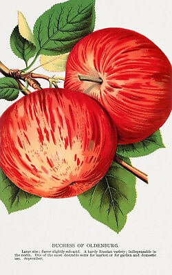 10330.Decor Poster.Room wall art home design.Fruits.Chef Kitchen.Red Apples $59.00
