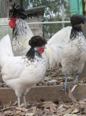 #ad 12 Assorted chicken hatching eggs Healthy Flock $22.00