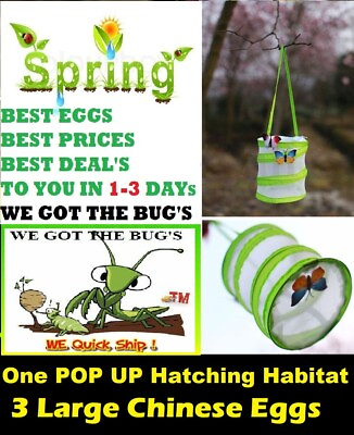 3 Large Praying Mantis Egg FREE Pop Hatching Habitat Bag Picked 2023 Season $35.95