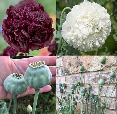 #ad Poppy TUXEDO Mix Black amp; White Double Peony Blooms Huge Pods Non GMO 500 Seeds $3.98