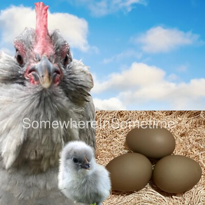 #ad #ad ***RARE*** Lavender Olive Egger Chicken Hatching Egg $9.99