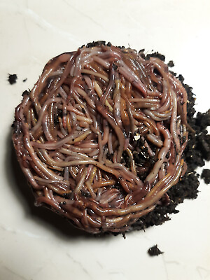#ad Need Composting Worms? We Got Them Free Shipping Live Red Wiggler Worms $25.87