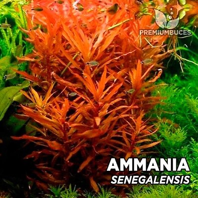 #ad 3 Stems Ammania Senegalensis Live Aquarium Plants FREE S H Rare Gorgeous $20.00