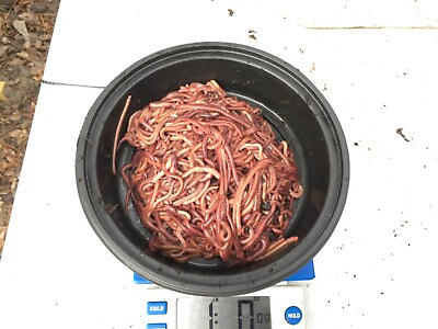 #ad #ad 1 Pound approximately 1000 worms Red Wiggler Composting Worm Mix. $47.99