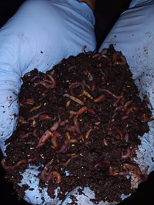 #ad 🐛Manure Free Red Wiggler Composting Worms Hand Counted Free Shipping Live 🐛 $18.97
