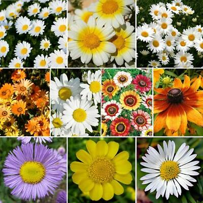 #ad #ad DAISY CRAZY Flower Mix 10 Varieties Painted Shasta amp; more Non GMO 500 Seeds $3.98
