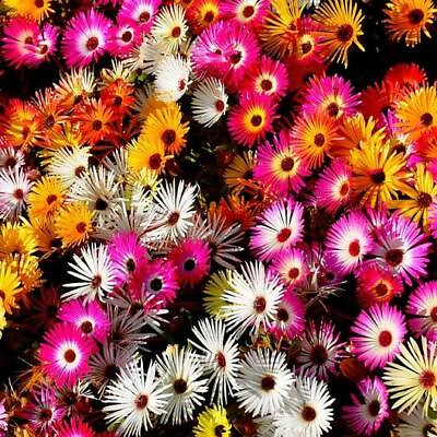 #ad Daisy ICE PLANT LIVINGSTONE Mix Dwarf 5quot; Groundcover Drought Tolerant 2000 Seeds $3.98