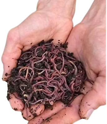 #ad HomeGrownWorms.com 250 Live Red Wigglers Composting Worms Live Delivery $24.99