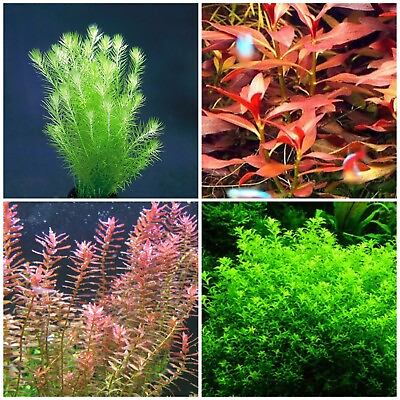 #ad live aquarium plants 4 Species 40 Stems Low Light Package Nice And Easy To Grow $55.00