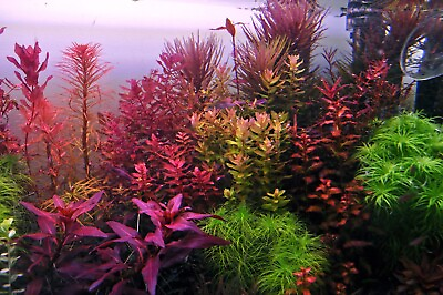 #ad live aquarium plants 16 Stems Cuttings Colorful And Great Variety FREE S H $45.00