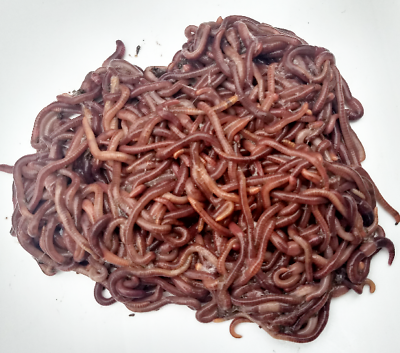 250 Red Wiggler Composting Worms 1 4 Pound Eisenia fetida 1 4lb Live $19.95