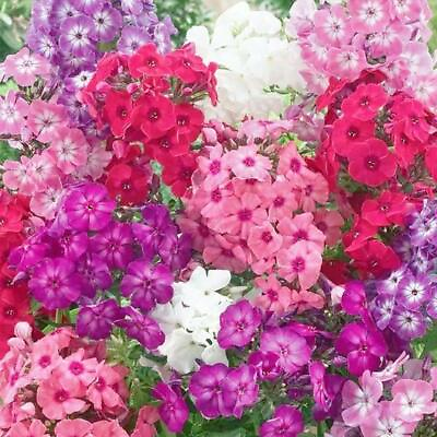 #ad #ad PHLOX DWARF Mix 12quot; Tall Rock Gardens Spring Blooms Heirloom Non GMO 200 Seeds $3.98