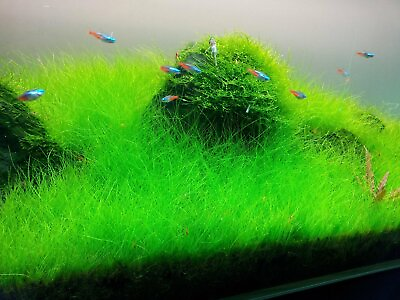 #ad #ad Dwarf Hairgrass Mini Eleocharis Parvula Live Aquarium Plants BUY 2 GET 1 FREE ✅ $8.99