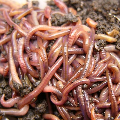 #ad #ad Red Wiggler LIVE Earthworms Trout Fish Bait amp; Reptile Food Diet Composting $199.00