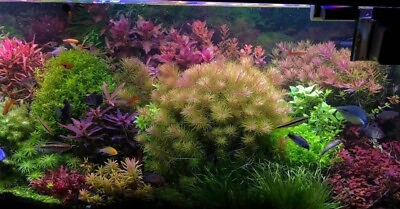 #ad live aquarium plants 30 Stems Live Aquarium Plants PackAge Gorgeous $50.00