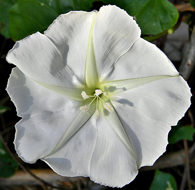 #ad MOONFLOWER WHITE Night Flowering Vine Ipomoea alba Moths Pollinate USA 25 Seeds $4.48