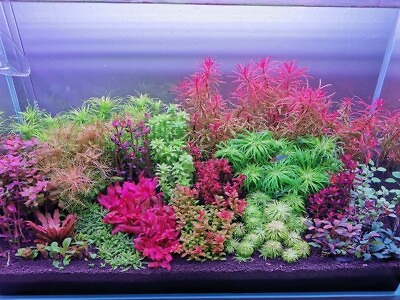 #ad #ad live aquarium plants 28 Stems Live Aquarium Plants PackAge Gorgeous $43.00